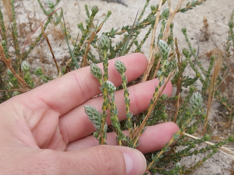 Aspalathus quinquefolia photo 5