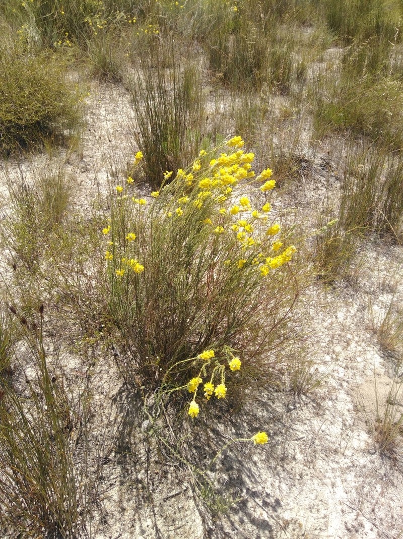 Aspalathus quinquefolia photo 6