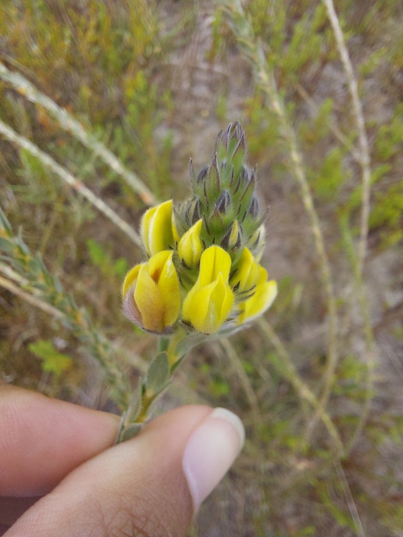 Aspalathus quinquefolia photo 8