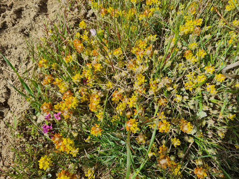 Aspalathus quinquefolia subsp. quinquefolia photo 2