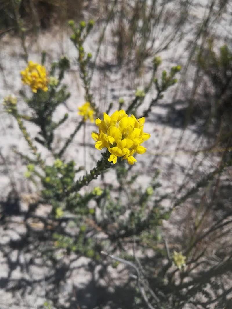 Aspalathus quinquefolia subsp. quinquefolia photo 3