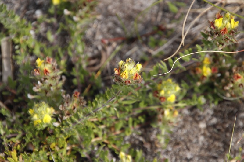 Aspalathus radiata