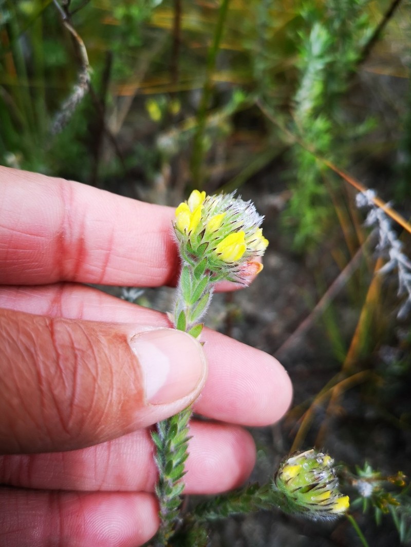 Aspalathus radiata photo 3