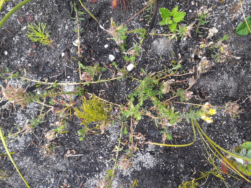Aspalathus radiata photo 4