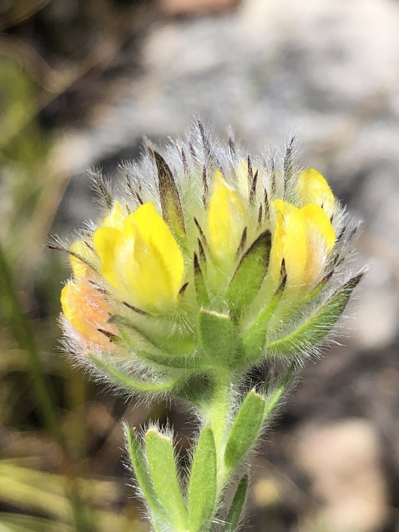 Aspalathus radiata photo 5