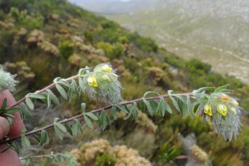 Aspalathus radiata photo 8