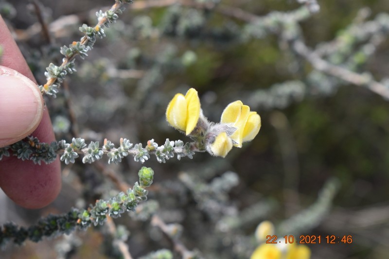 Aspalathus ramulosa photo 2