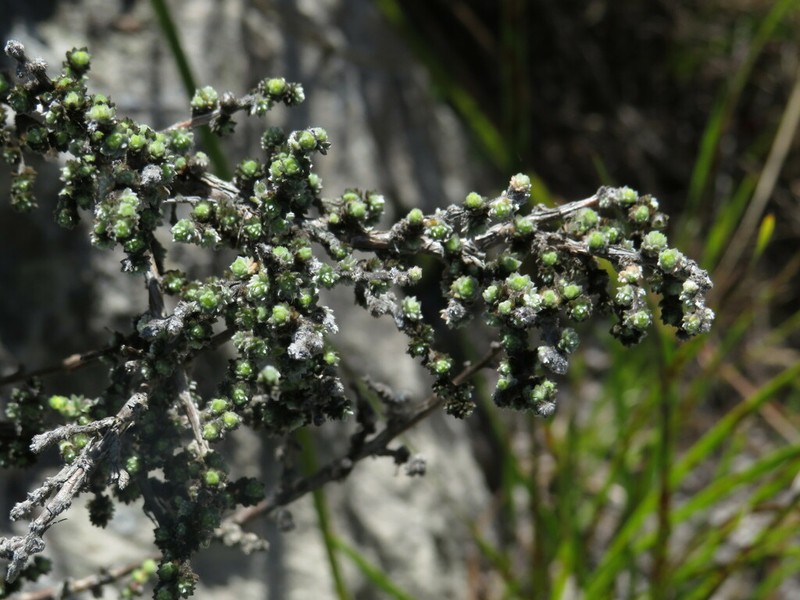 Aspalathus ramulosa photo 3