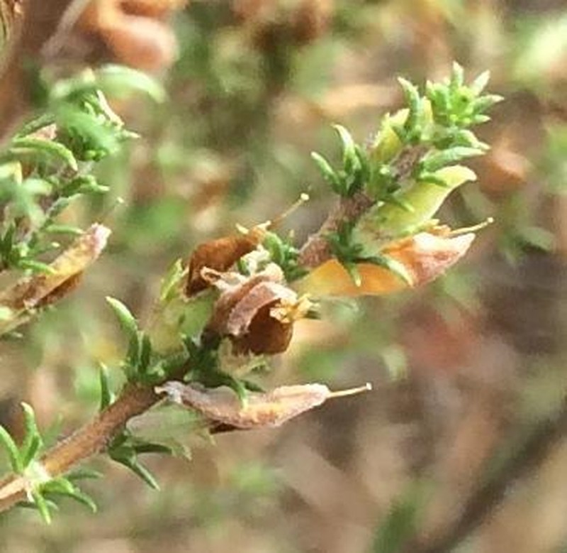 Aspalathus rectistyla