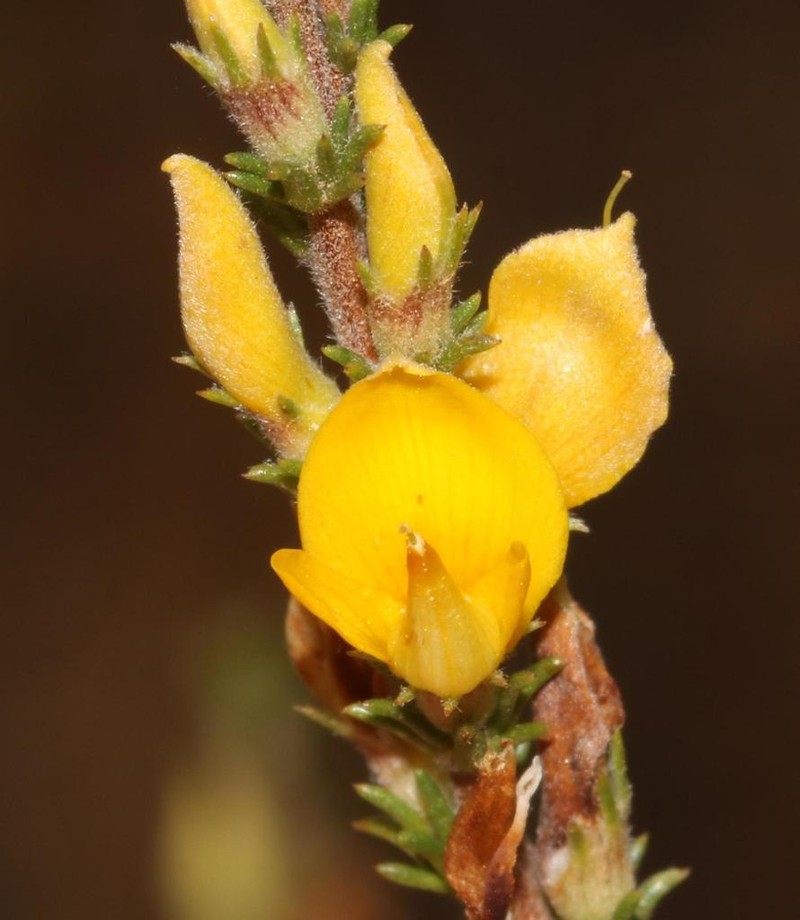 Aspalathus rectistyla photo 2