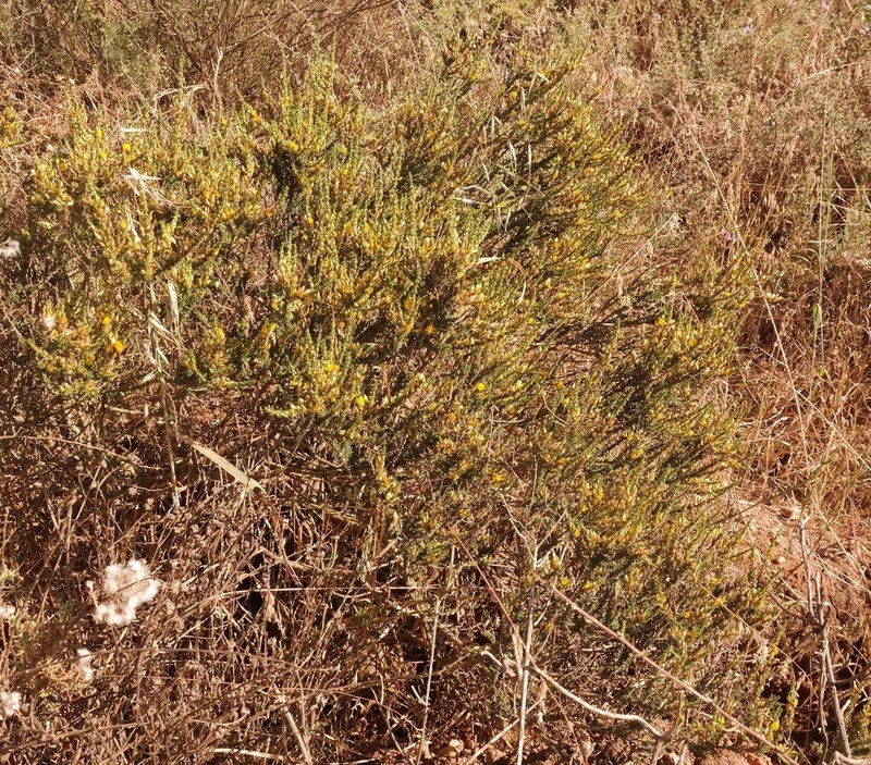 Aspalathus rectistyla photo 3