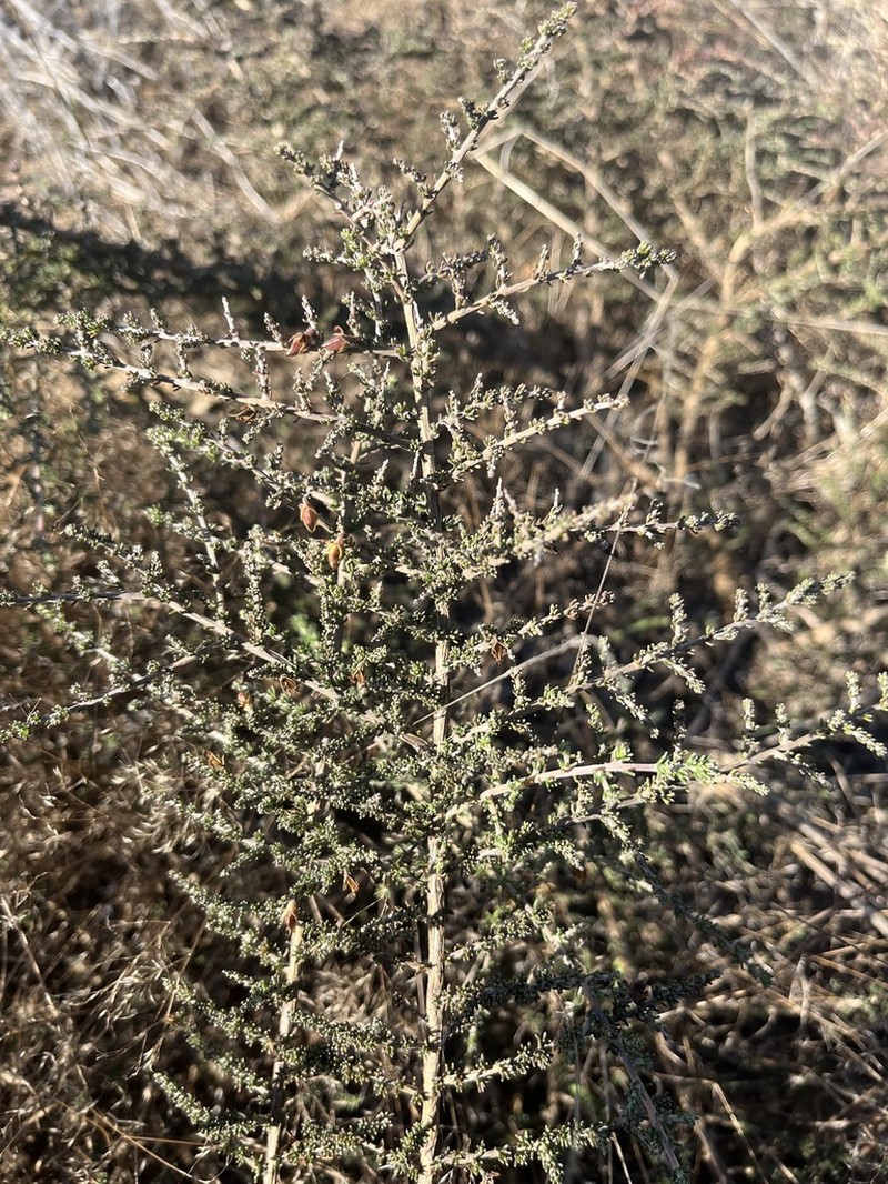 Aspalathus recurva