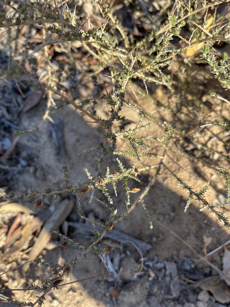 Aspalathus recurva photo 2