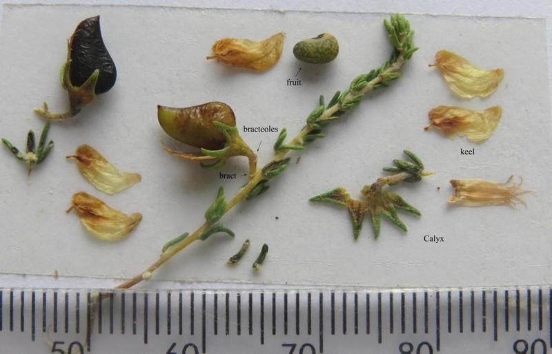 Aspalathus recurva photo 3