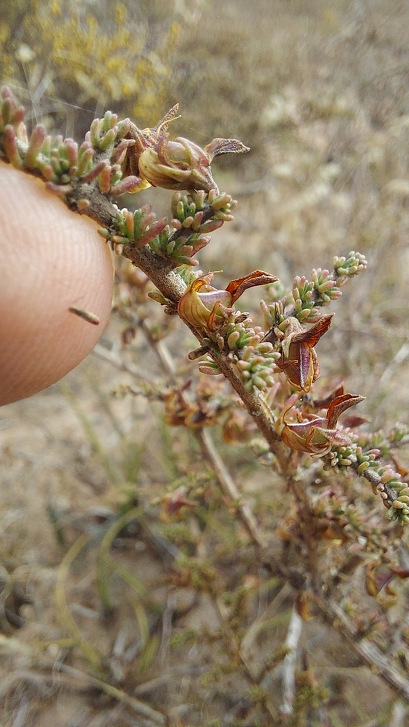 Aspalathus recurva photo 5