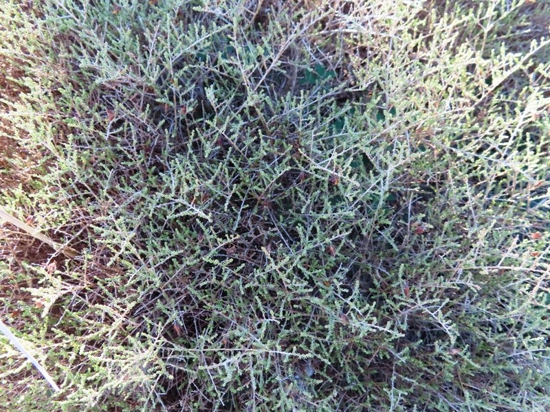 Aspalathus recurva photo 6