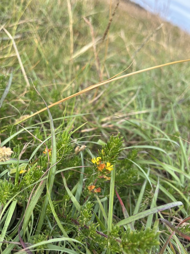 Aspalathus recurvispina