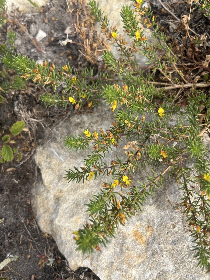 Aspalathus recurvispina photo 2