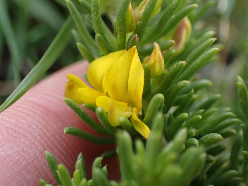 Aspalathus recurvispina photo 4