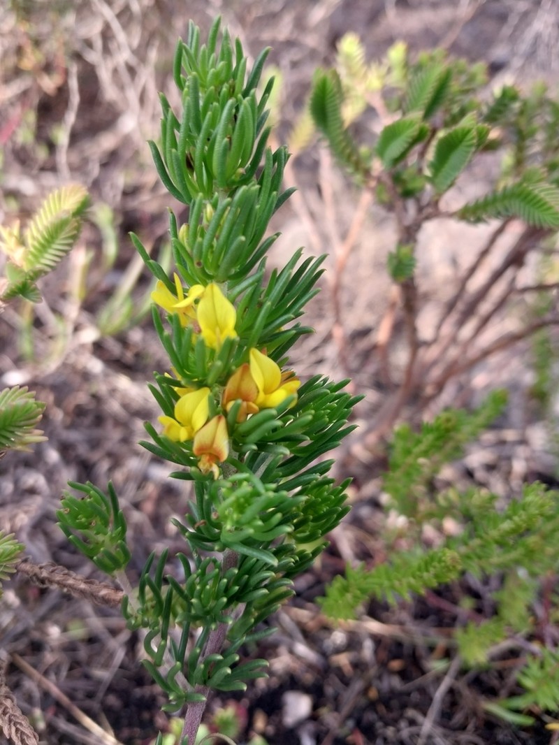 Aspalathus recurvispina photo 5
