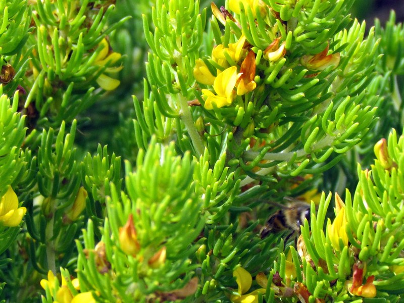 Aspalathus recurvispina photo 6