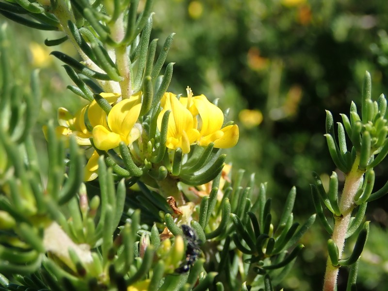 Aspalathus recurvispina photo 7