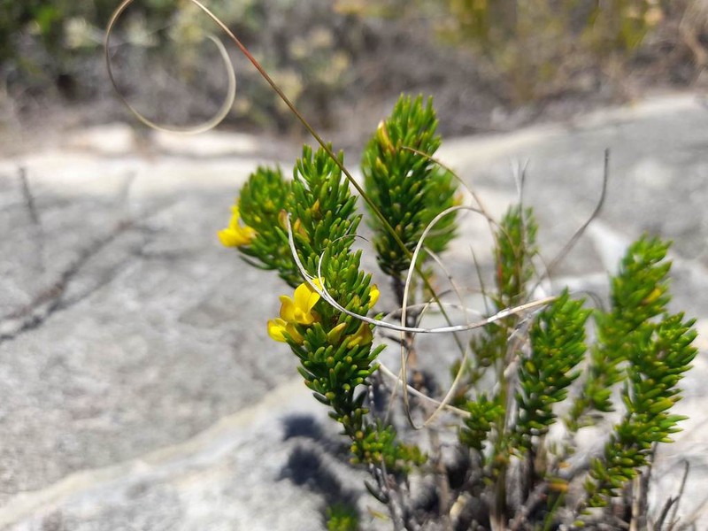 Aspalathus recurvispina photo 8