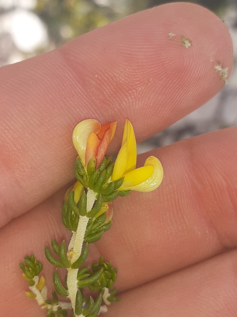 Aspalathus repens