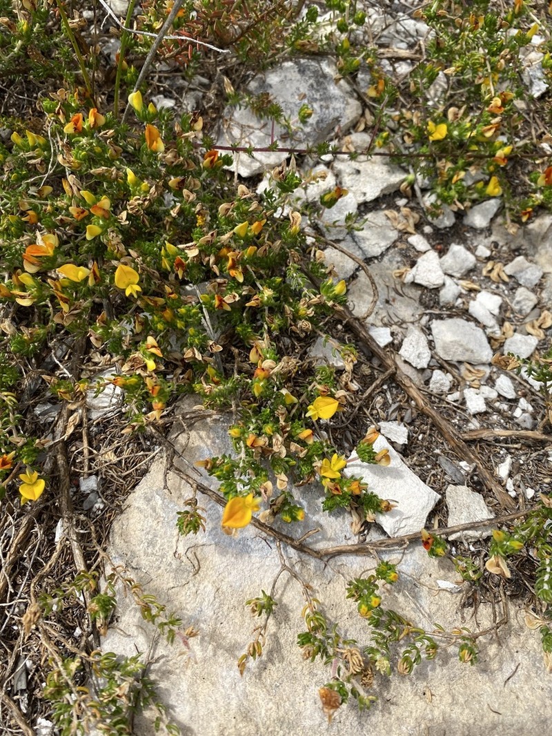 Aspalathus repens photo 2
