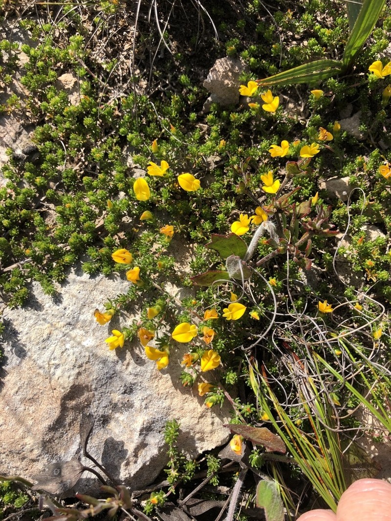 Aspalathus repens photo 3