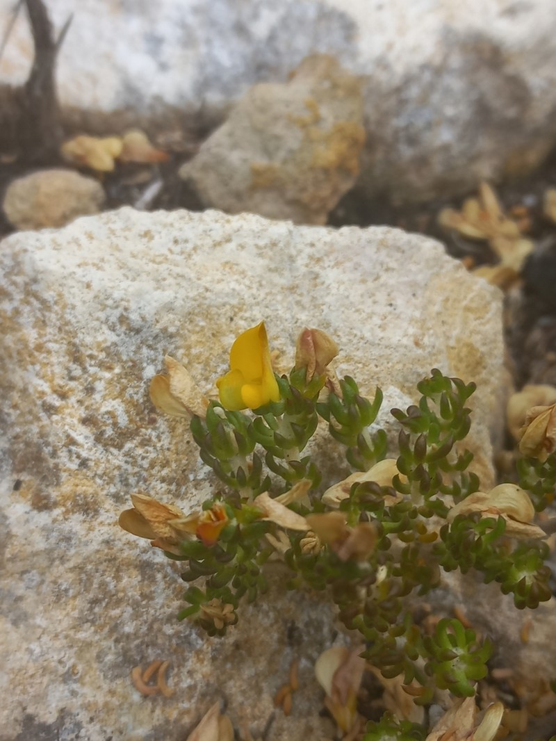 Aspalathus repens photo 5