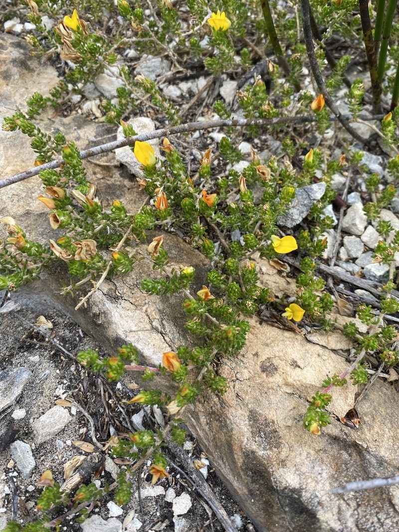 Aspalathus repens photo 6