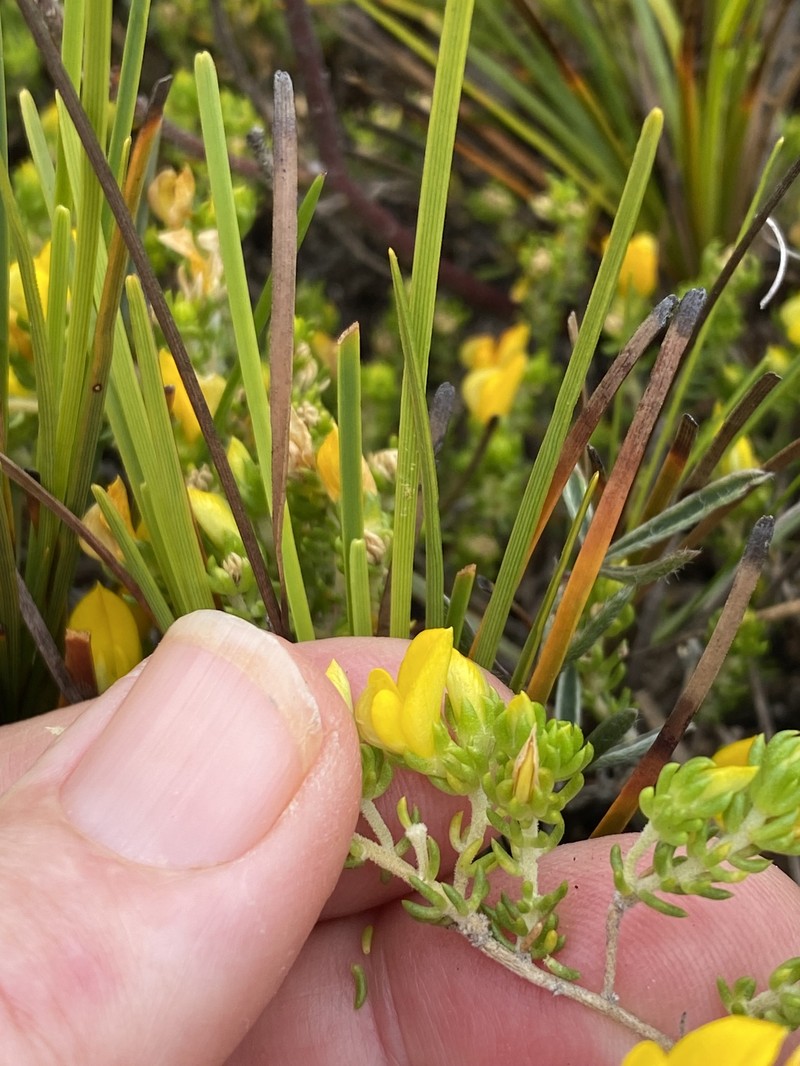 Aspalathus repens photo 7
