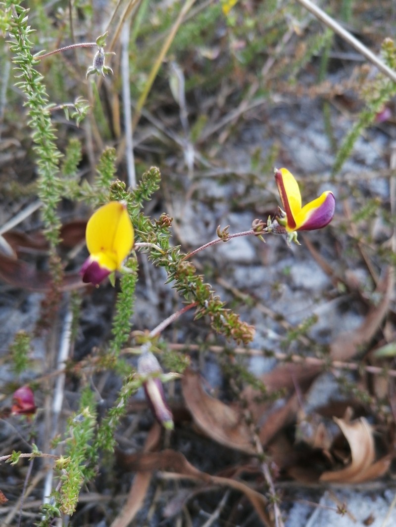 Aspalathus retroflexa