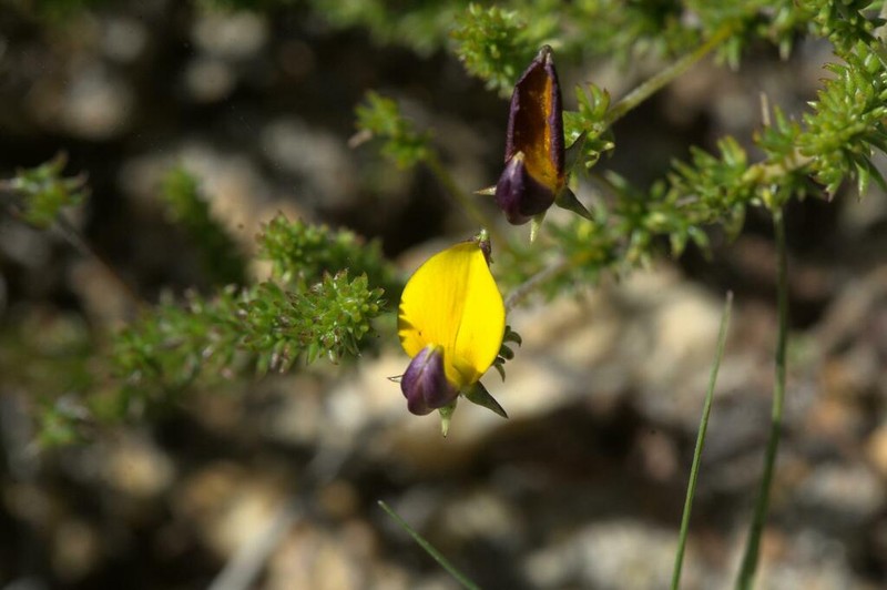 Aspalathus retroflexa photo 2
