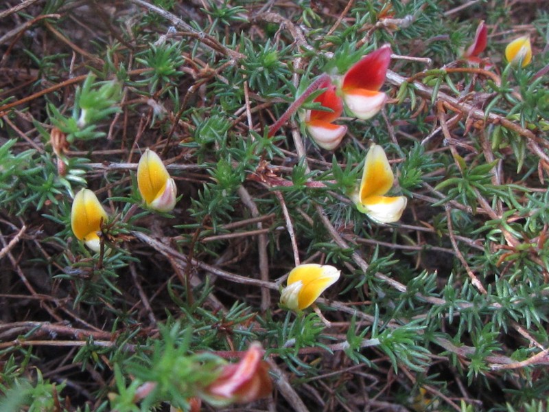 Aspalathus retroflexa photo 3