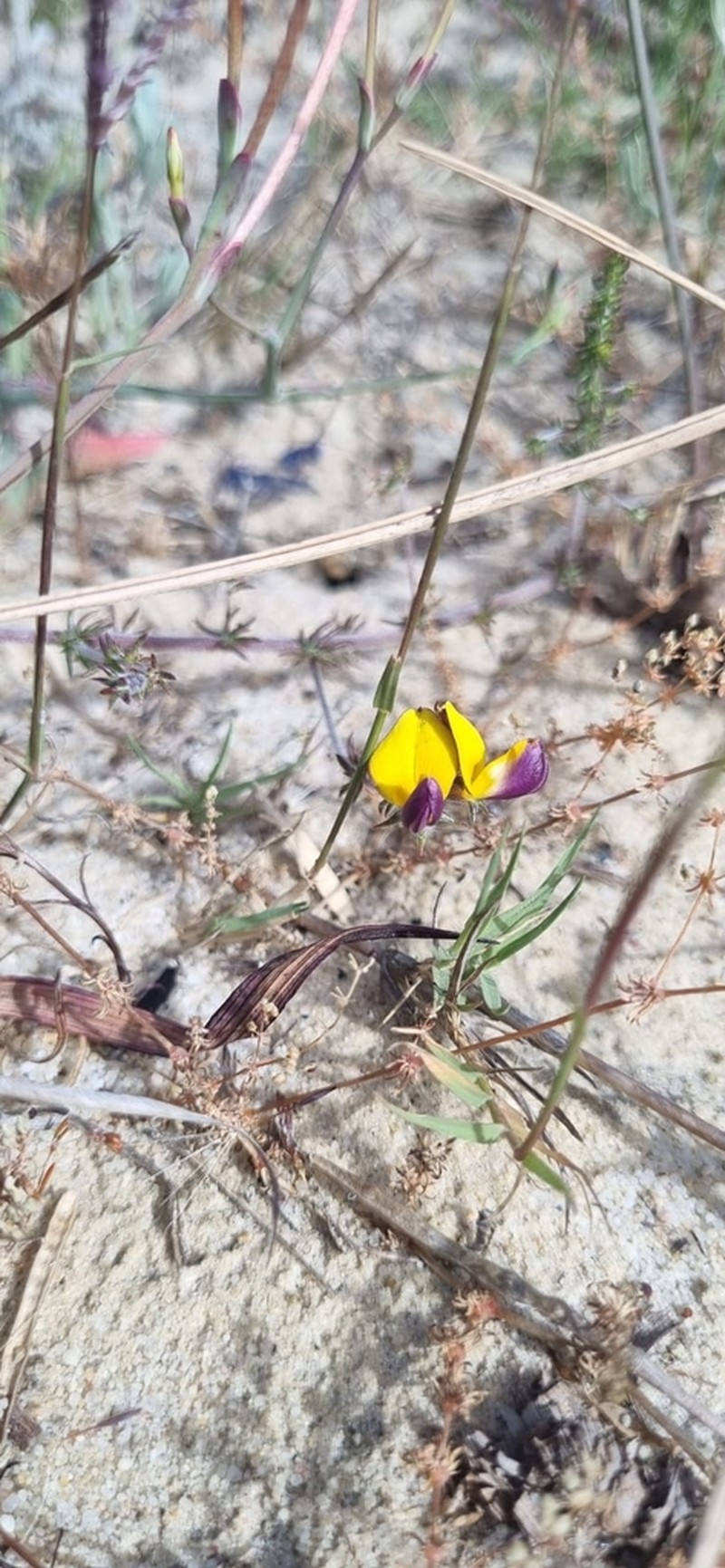 Aspalathus retroflexa photo 4