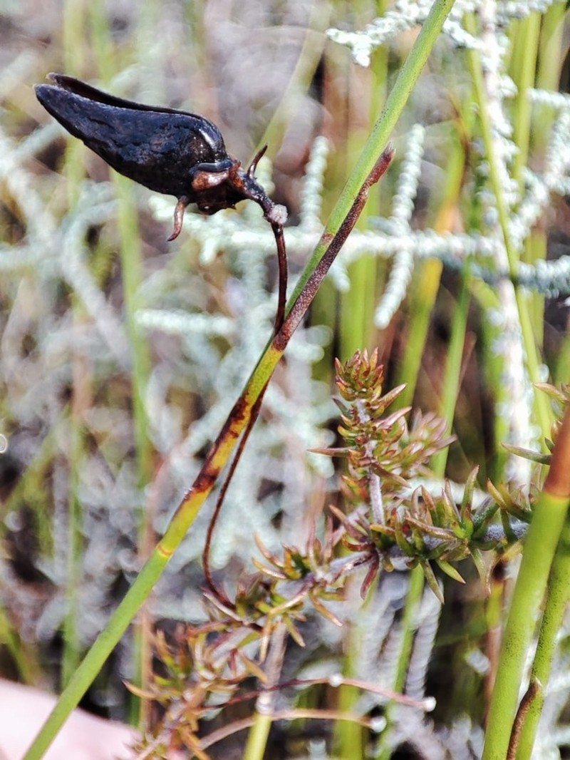 Aspalathus retroflexa photo 5