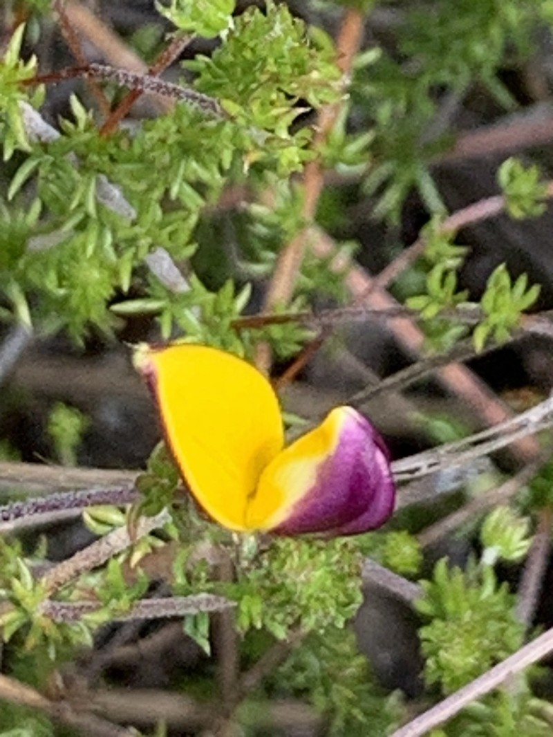 Aspalathus retroflexa photo 6