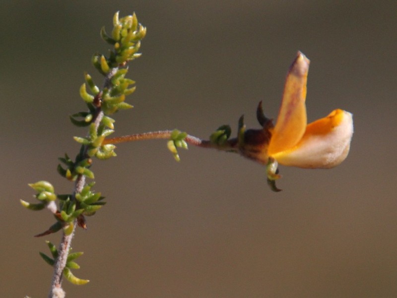 Aspalathus retroflexa photo 8