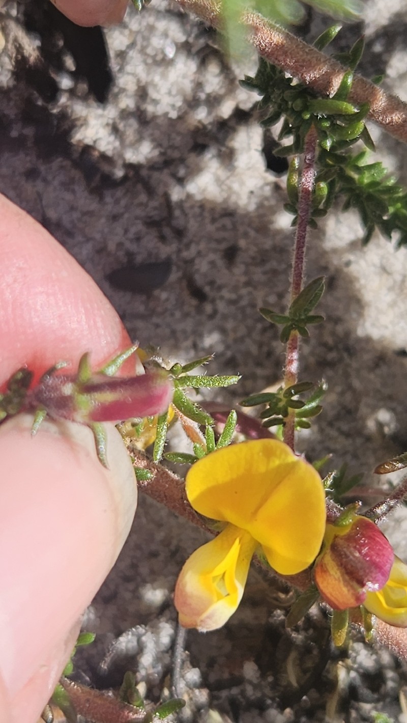 Aspalathus retroflexa subsp. retroflexa