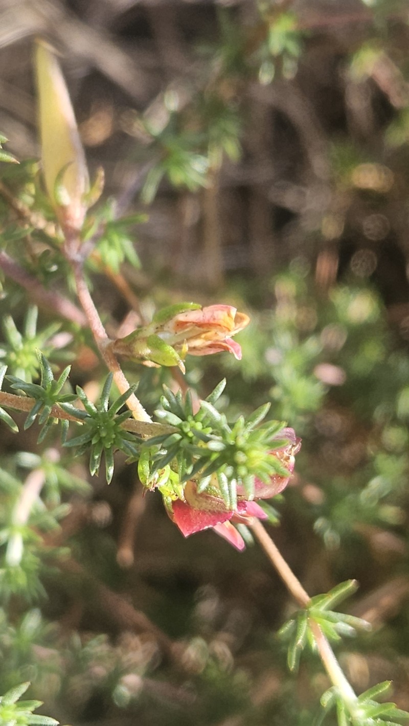 Aspalathus retroflexa subsp. retroflexa photo 2