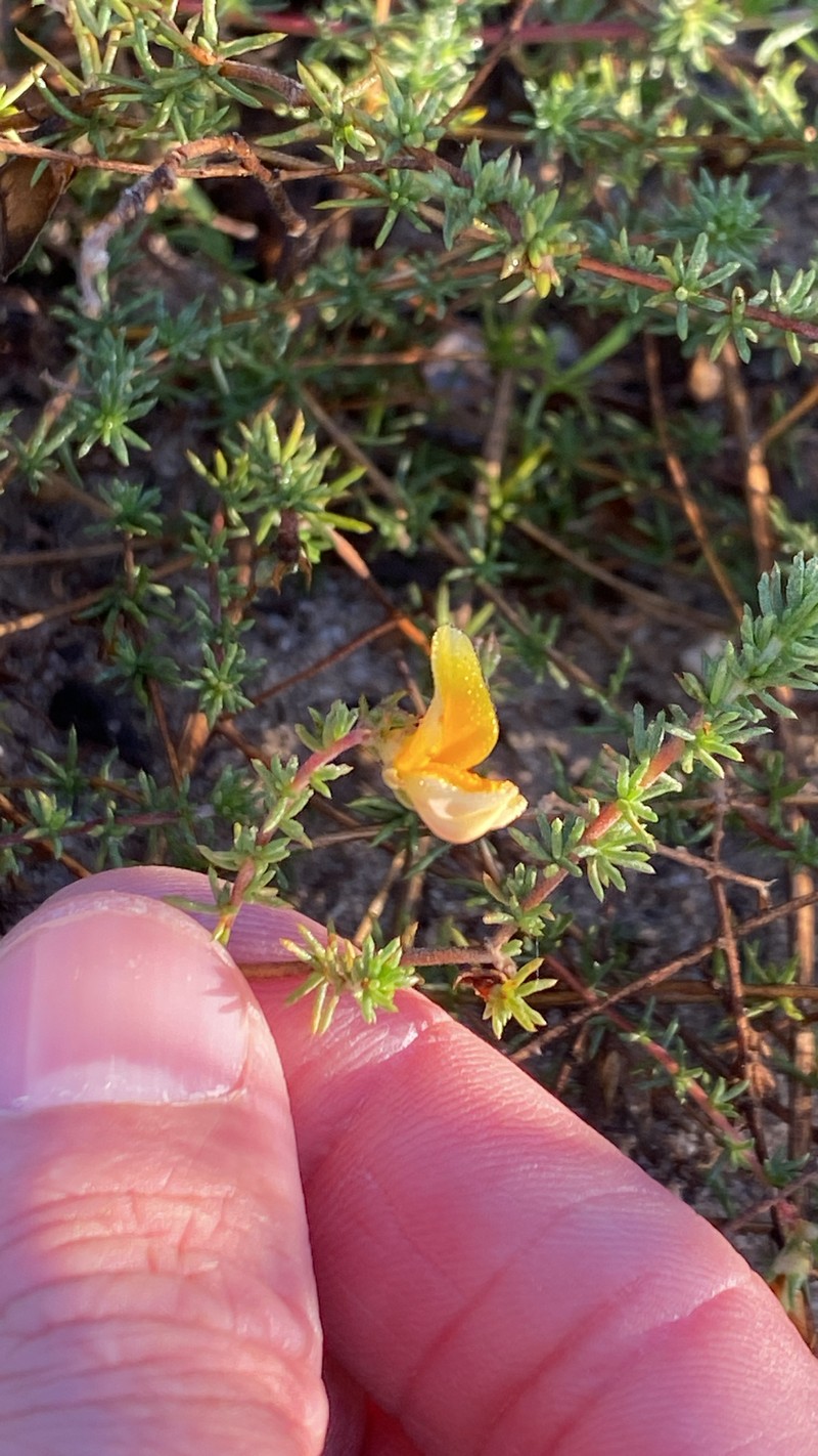 Aspalathus retroflexa subsp. retroflexa photo 3