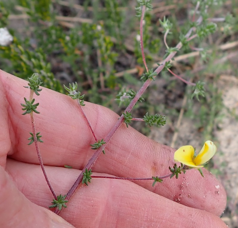 Aspalathus retroflexa subsp. retroflexa photo 4