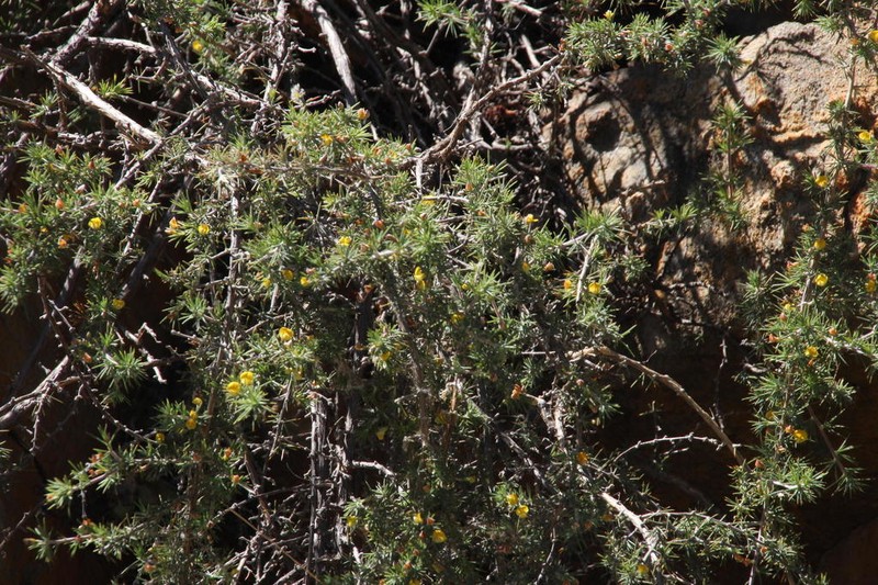 Aspalathus rigidifolia