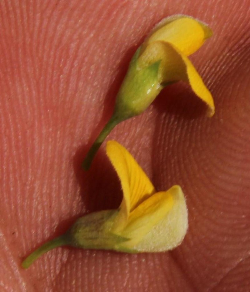 Aspalathus rigidifolia photo 2
