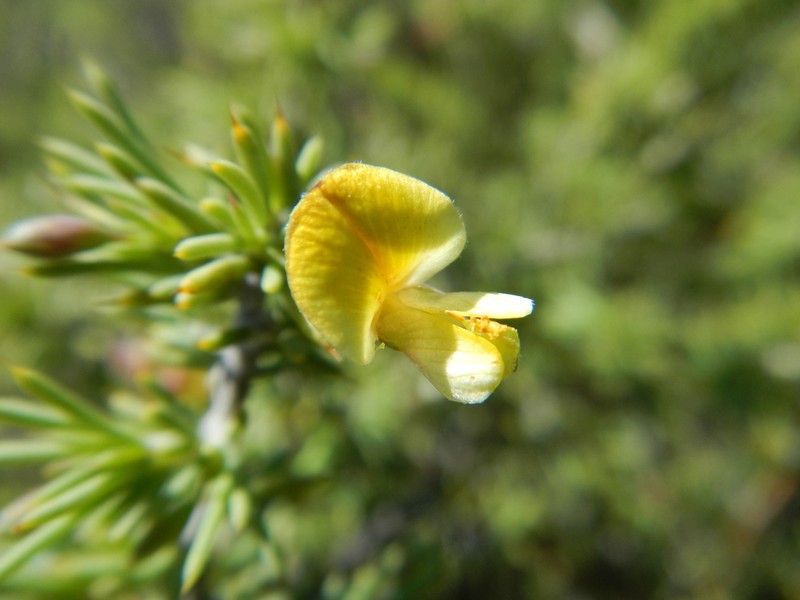 Aspalathus rigidifolia photo 3