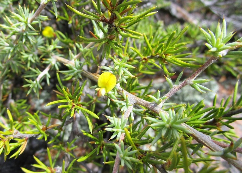 Aspalathus rigidifolia photo 4