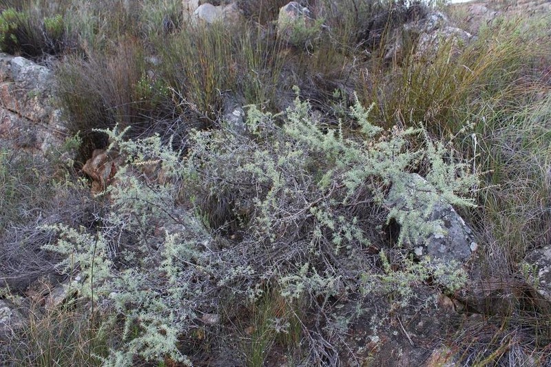 Aspalathus rigidifolia photo 5