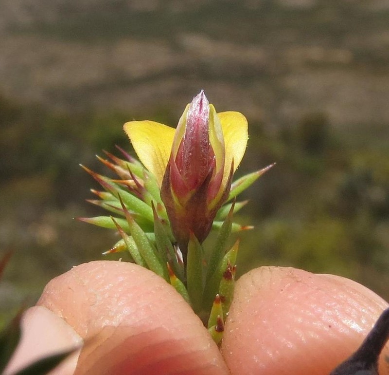 Aspalathus rigidifolia photo 6